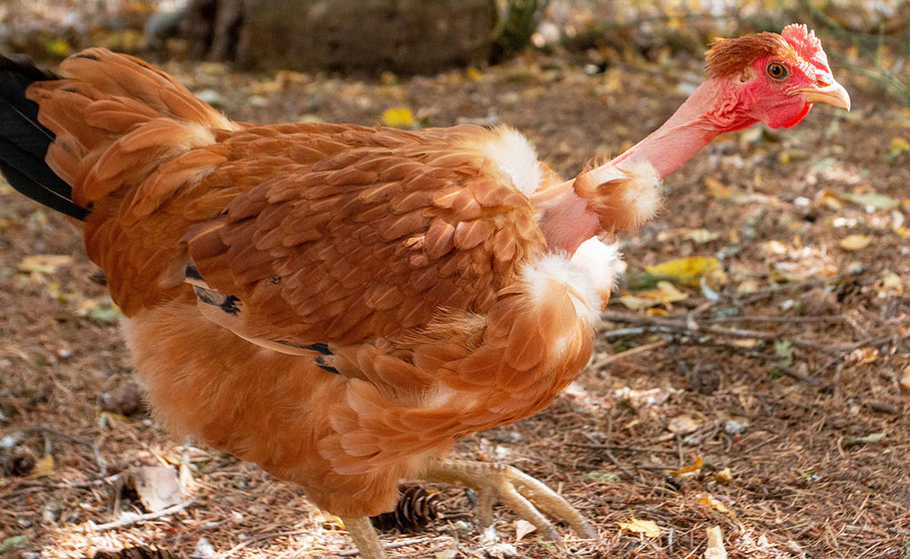 Profitable Indigenous Chicken Farming: A Practical Guide for East African Farmers